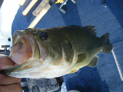 DSCF2433.JPG