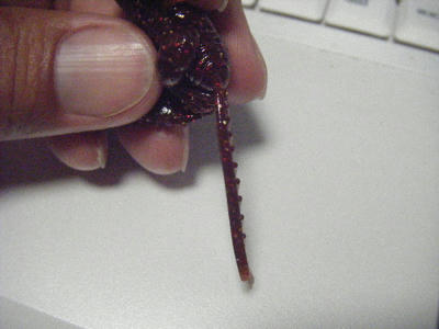 DSCF2450.JPG