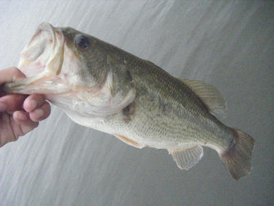 DSCF2455.JPG