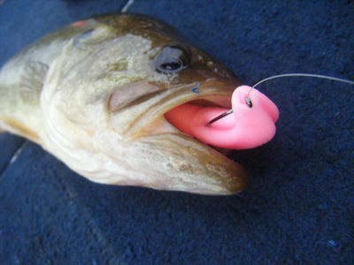 DSCF2517.JPG