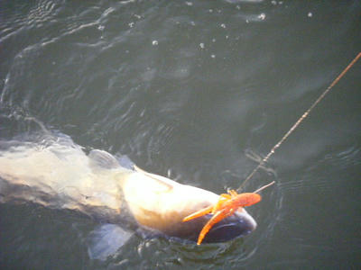DSCF2643.JPG