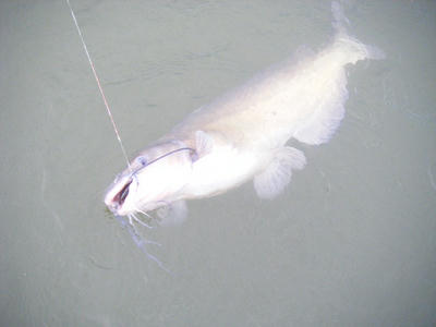 DSCF2848.JPG