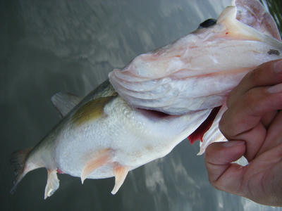 DSCF3703.JPG