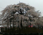P1000020.JPG