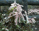 P1000029.JPG