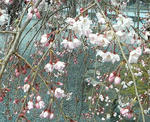 P1000037.JPG