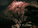 枝垂桜