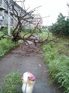 3f9a6810jpeg