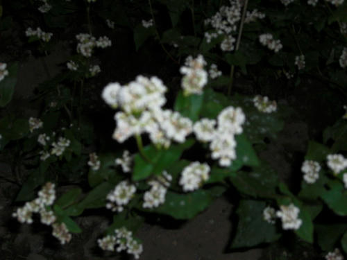 CIMG0137.JPG