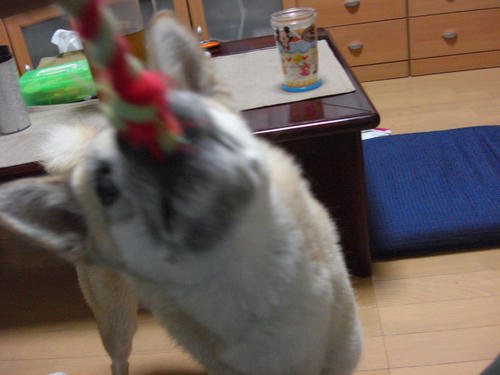 CIMG0462.JPG
