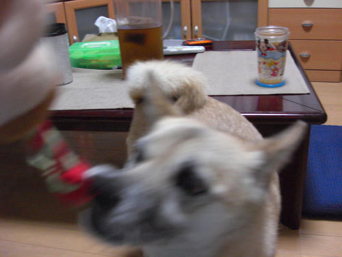 CIMG0465.JPG