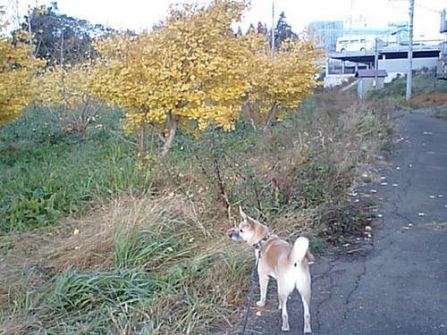 CA340047.JPG