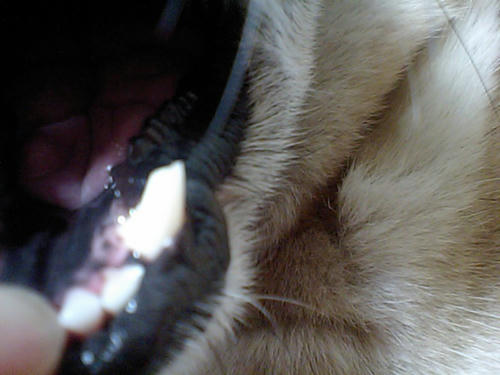 CA340110.JPG