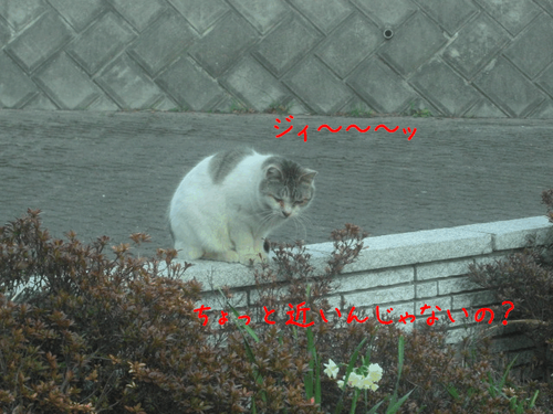 neko.png