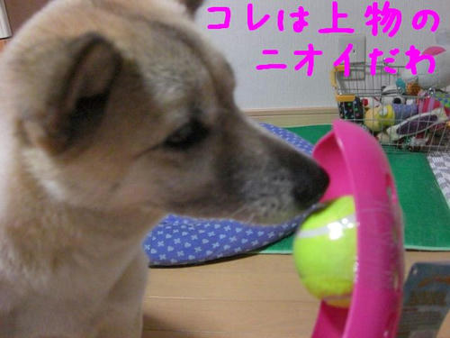 CIMG0184.JPG