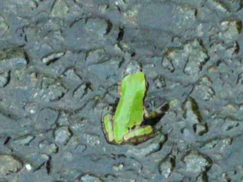 CIMG0245.JPG