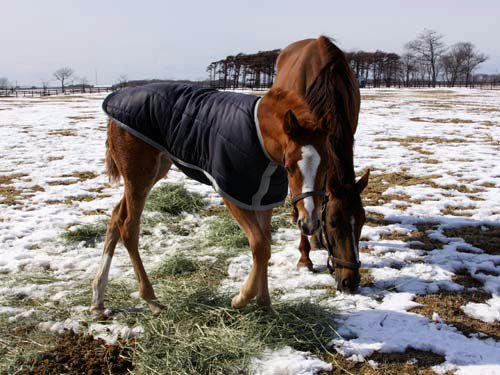 platina_090303_02.jpg