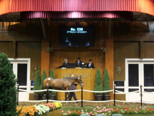 ama2012_05.jpg