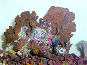 P1030421-1.JPG