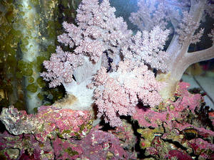 P1030429-1.JPG