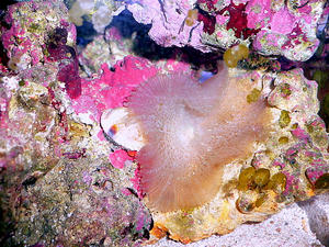 P1030446-1.JPG
