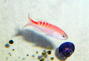 P1030480-1.JPG