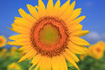 11606249_T2.jpg