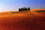 10903309_T2.jpg