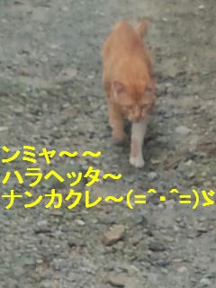 帰りを待っていた猫