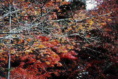 秋　紅葉