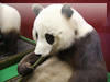 panda.jpg