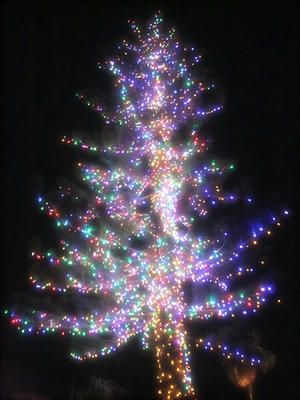 クリスマスツリー 夜景