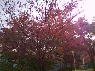 福岡市20101107朝
