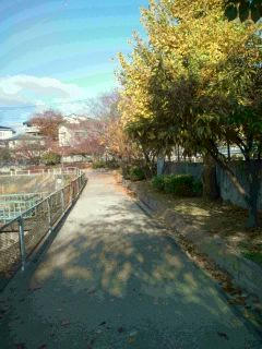101123_秋 福岡市の公園を散歩