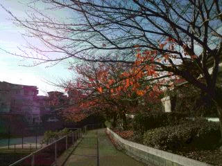 101123_秋 福岡市の公園を散歩
