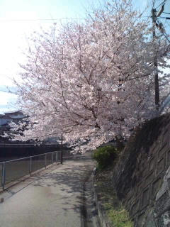 桜