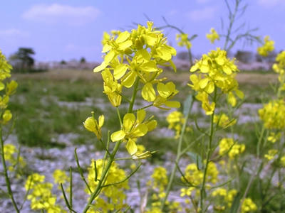 菜の花
