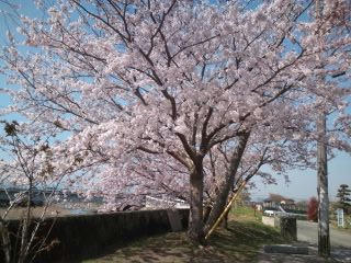 桜