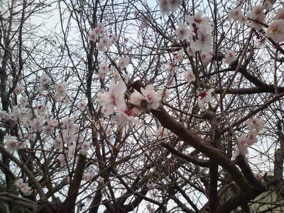 福岡市 桜
