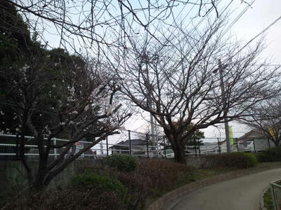 福岡市 桜