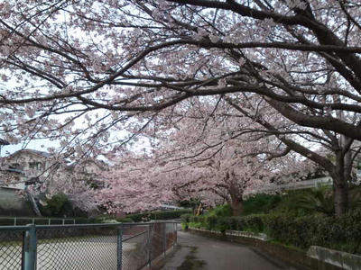 福岡市　桜