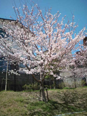 福岡市の桜　2012