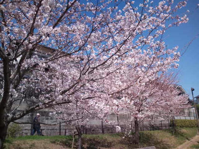 福岡市の桜　2012