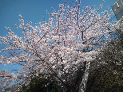 福岡市の桜　2012
