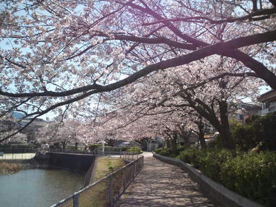 桜
