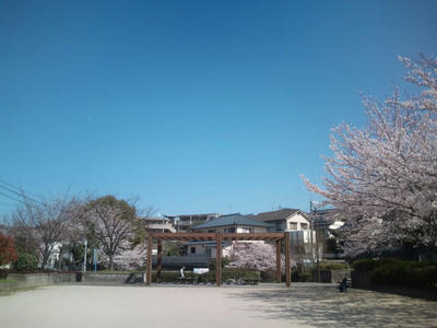 福岡市の桜　2012