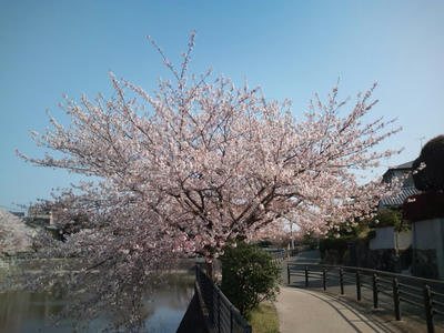 福岡市の桜 2012