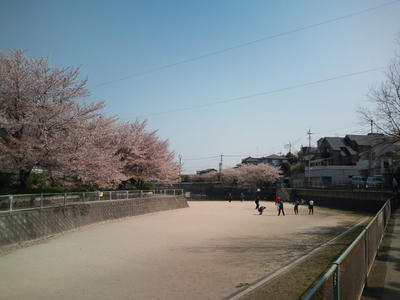 福岡市の桜 2012