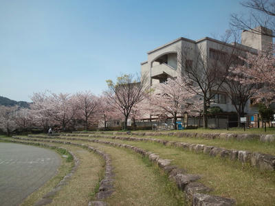 福岡市の桜　2012