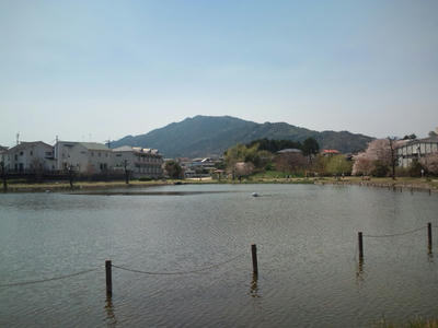 福岡市の桜 2012